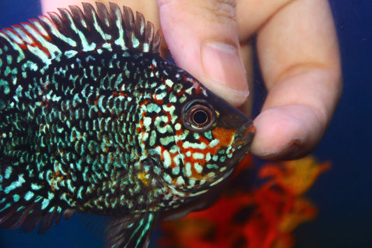 Short Body Super Red Texas (SRT)