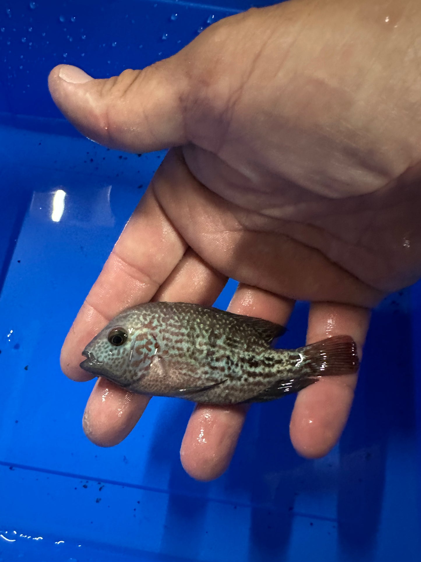 Red Spot Guttulatis vieja hybrid.
