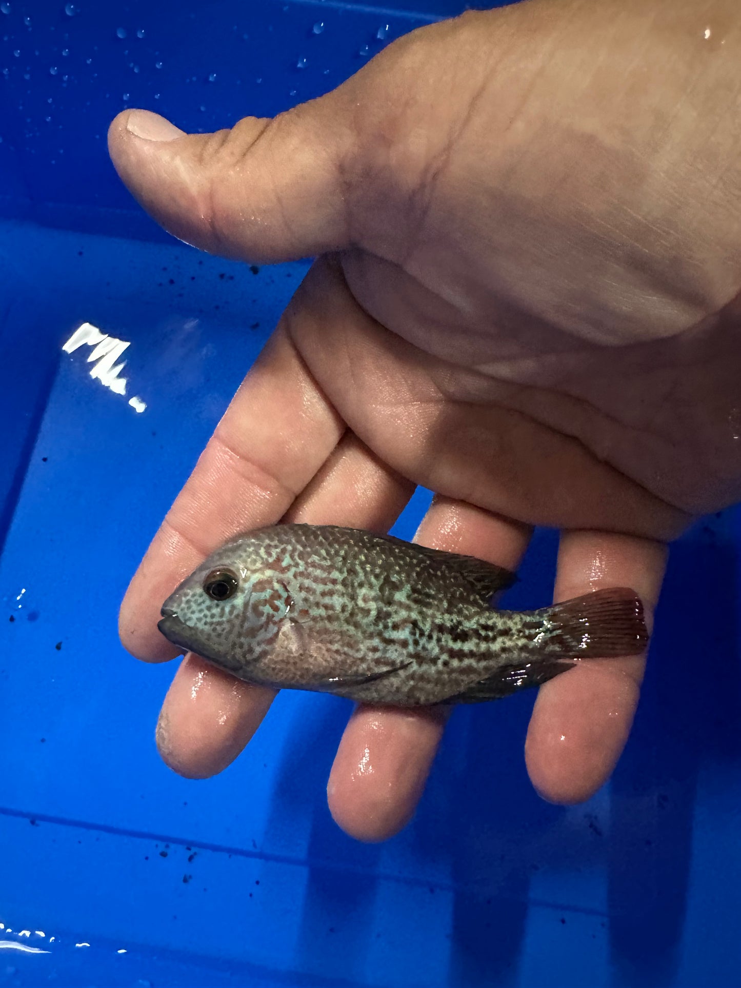 Red Spot Guttulatis vieja hybrid.