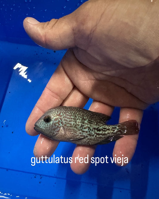 Red Spot Guttulatis vieja hybrid.
