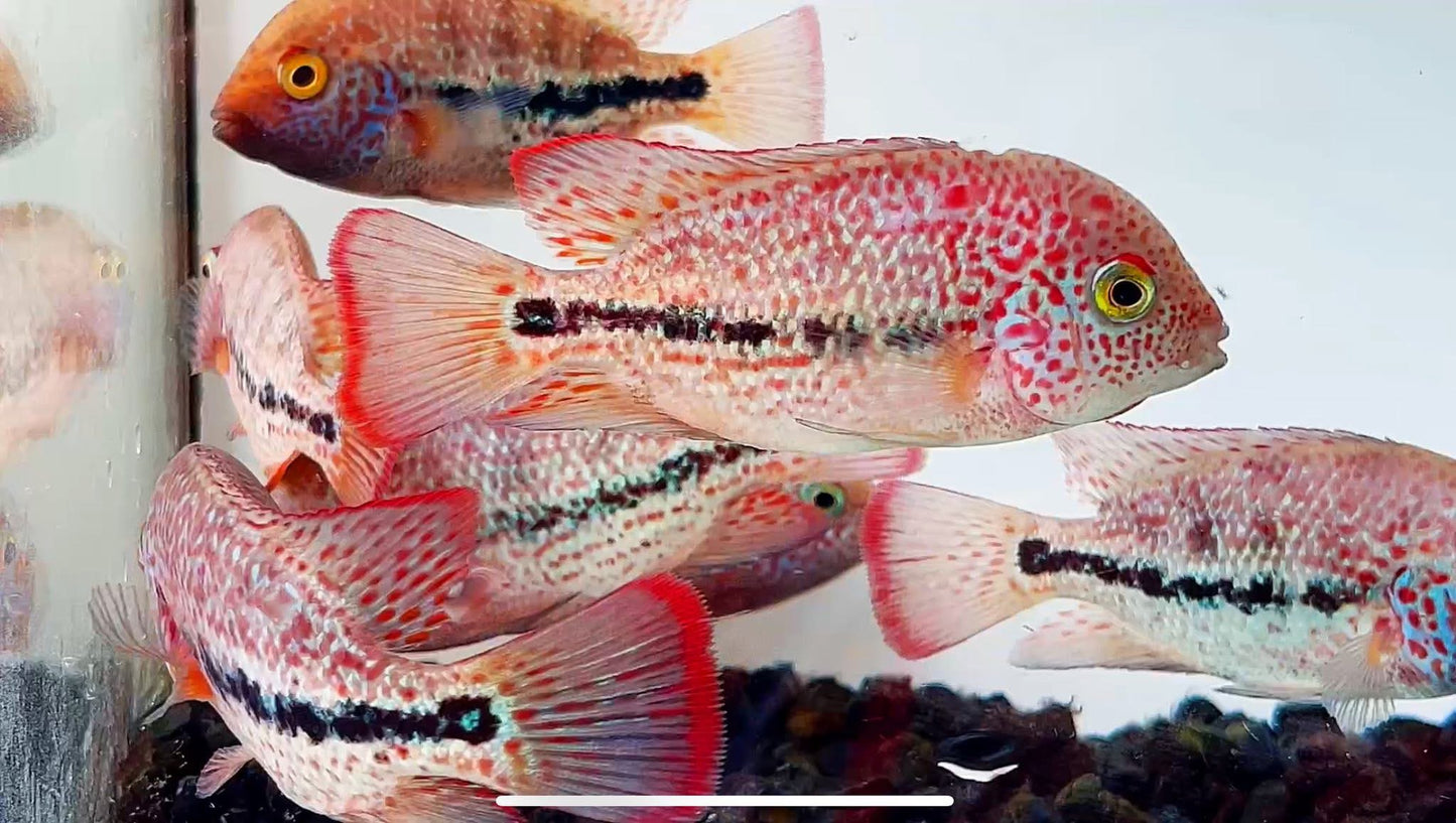 Red Spot Guttulatis vieja hybrid.