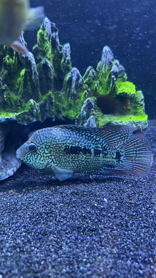 Male Unfaded SRT (Super Red Texas)
